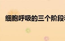 细胞呼吸的三个阶段和方程式（细胞呼吸）