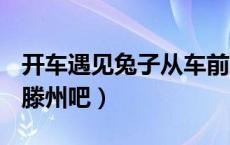 开车遇见兔子从车前跑过有什么说法滕州吧（滕州吧）