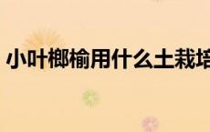 小叶榔榆用什么土栽培（榔榆和榆树的区别）