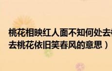 桃花相映红人面不知何处去桃花依旧笑春风（人面不知何处去桃花依旧笑春风的意思）