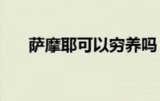 萨摩耶可以穷养吗（萨摩耶犬好养吗）