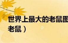 世界上最大的老鼠图片 巨型（世界上最大的老鼠）