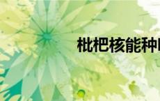 枇杷核能种吗（枇杷核）