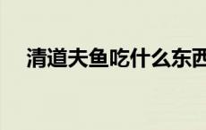 清道夫鱼吃什么东西（清道夫鱼吃什么）