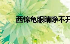 西锦龟眼睛睁不开怎么治（西锦龟）