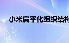 小米扁平化组织结构（扁平化组织结构）