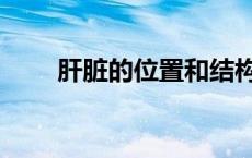 肝脏的位置和结构图（肝脏的位置）