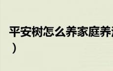 平安树怎么养家庭养法（平安树室内养殖方法）