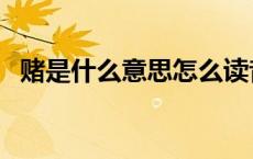赌是什么意思怎么读音（对赌是什么意思）