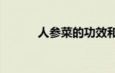 人参菜的功效和作用（人参菜）