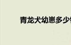 青龙犬幼崽多少钱一只（青龙犬）
