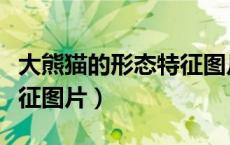 大熊猫的形态特征图片介绍（大熊猫的形态特征图片）