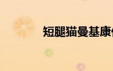 短腿猫曼基康价格（短腿猫）