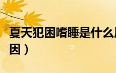 夏天犯困嗜睡是什么原因（犯困嗜睡是什么原因）