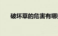 破坏草的危害有哪些（破坏草的危害）
