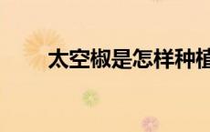 太空椒是怎样种植出来的（太空椒）