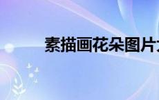 素描画花朵图片大全（素描画花）