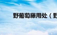 野葡萄藤用处（野葡萄藤有什么用）
