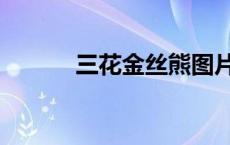 三花金丝熊图片（金丝熊图片）