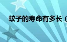 蚊子的寿命有多长（蚊子的寿命是多久）