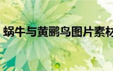 蜗牛与黄鹂鸟图片素材（蜗牛与黄鹂鸟图片）