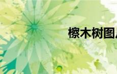 檫木树图片（檫木）