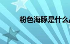 粉色海豚是什么品种（粉色海豚）