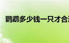 鹦鹉多少钱一只才合适（鹦鹉多少钱一只）
