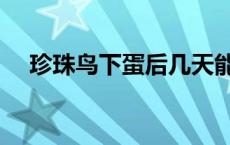 珍珠鸟下蛋后几天能孵出小鸟（珍珠鸟）