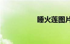 睡火莲图片（睡火莲）