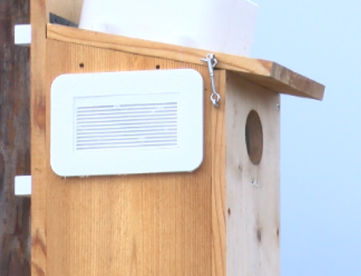 Nekoosa 中学帮助鸟类找到家 同时学习太阳能